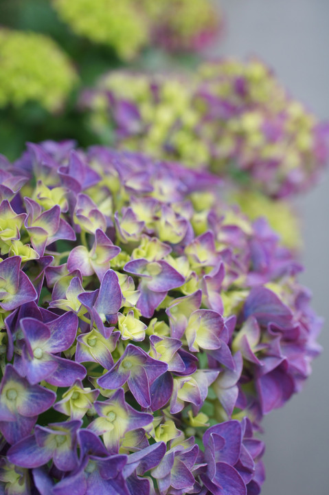 隣の紫陽花