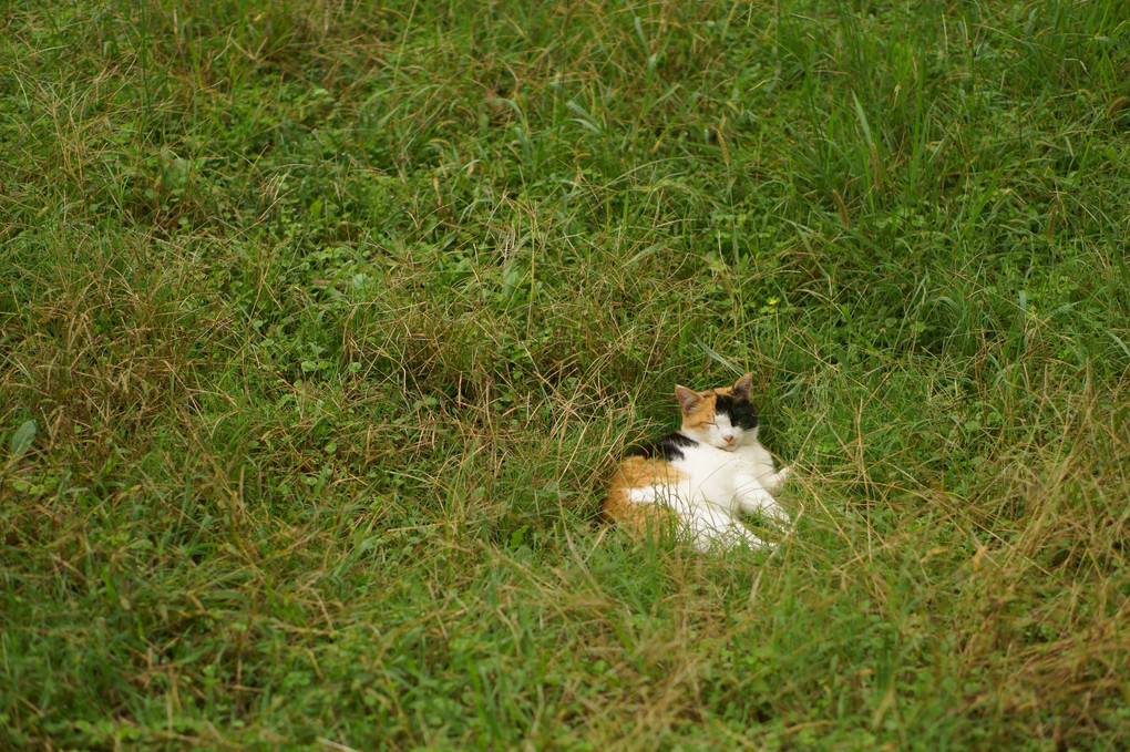 草むらで眠る猫
