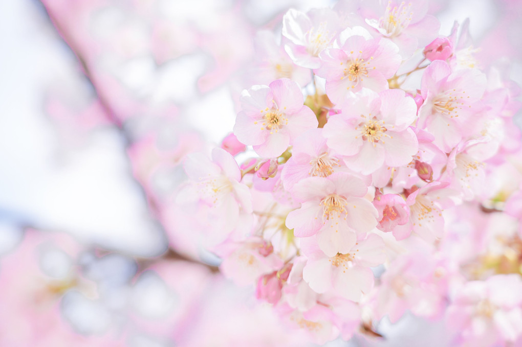 仄かに香る桜色