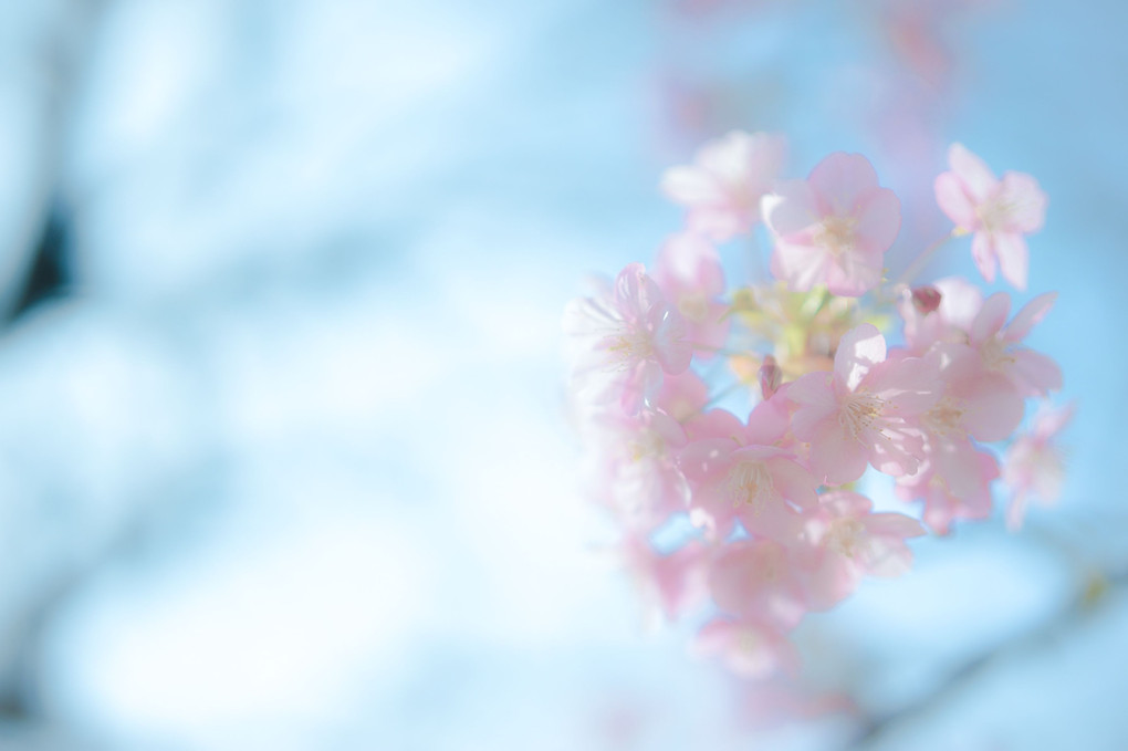 仄かに香る桜色