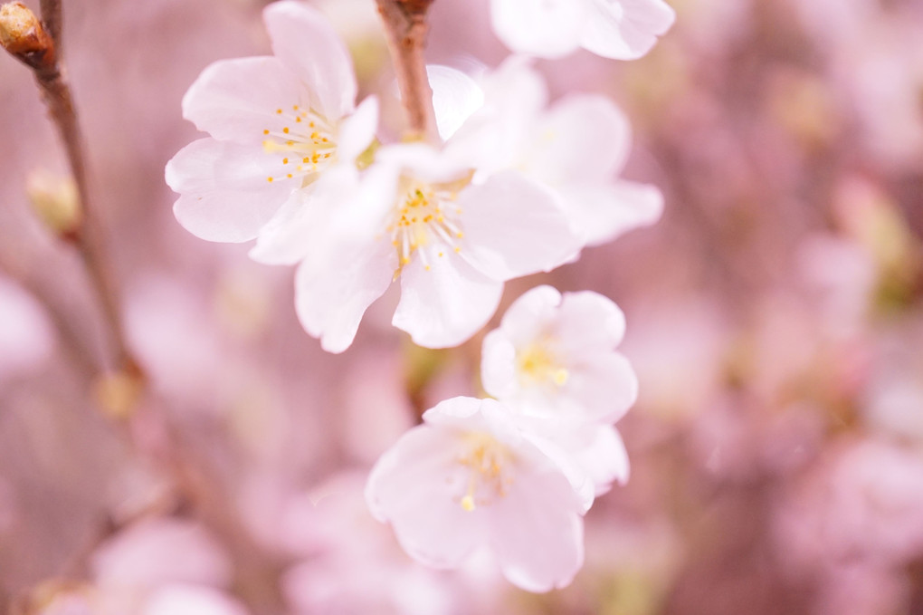 ソニーストア札幌の桜