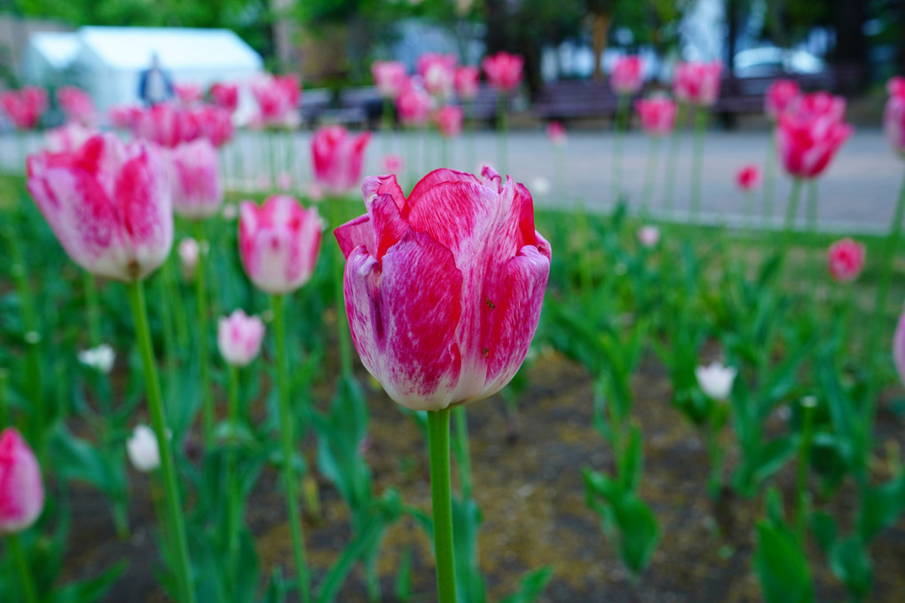 初夏の大通公園