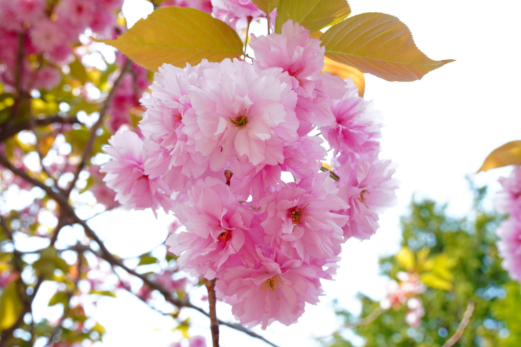 八重の桜を求めて