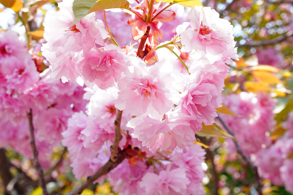 八重の桜を求めて