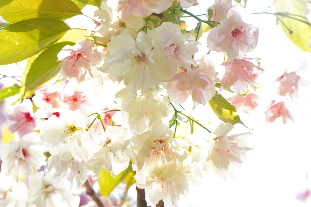 八重の桜を求めて