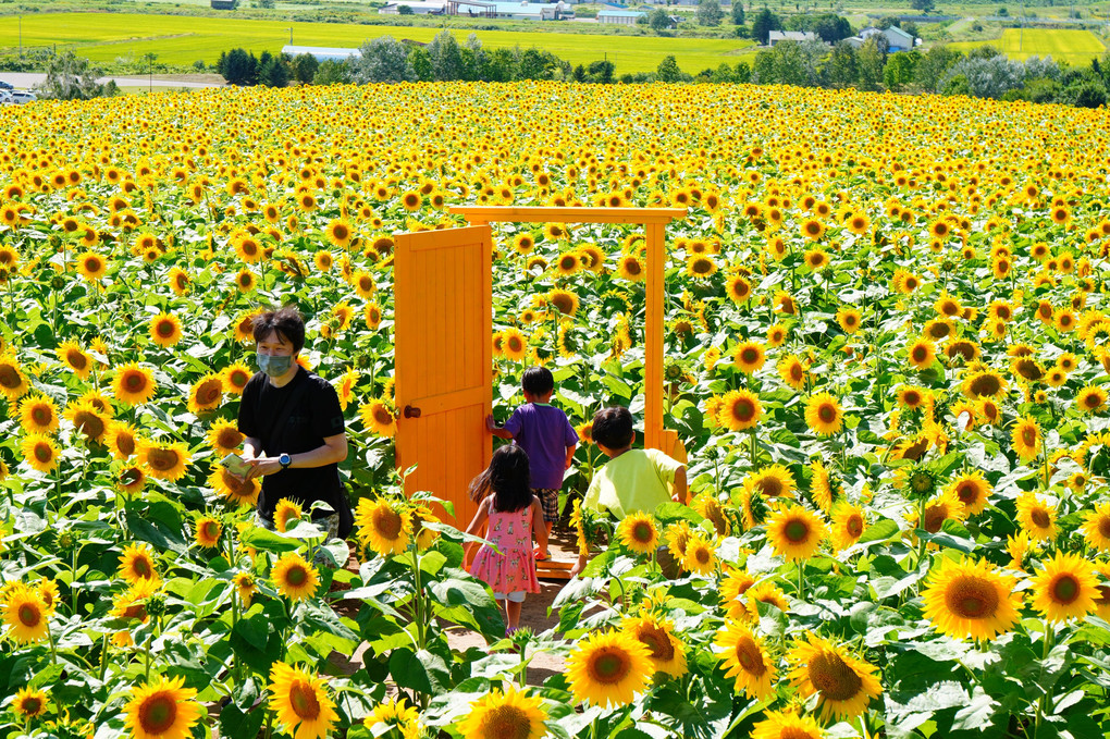 太陽の花咲く丘