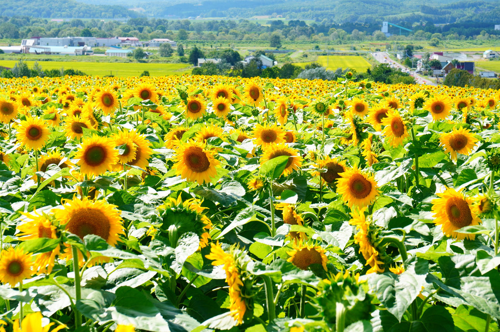 太陽の花咲く丘