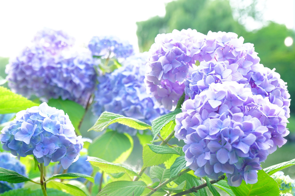 紫陽花in中島公園