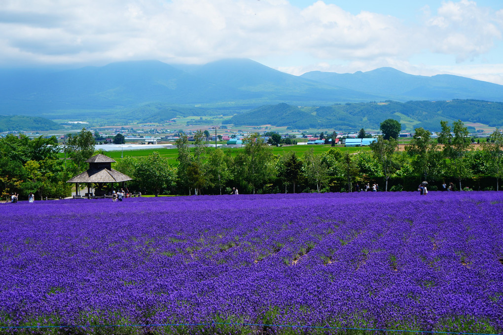 久し振りのラベンダー畑