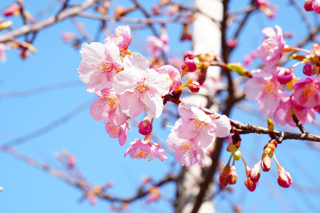 芝公園と羽田でぴょいっとはれるや！