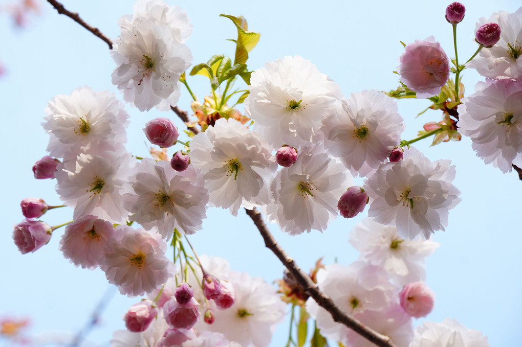 平岡樹芸センターの桜のうた