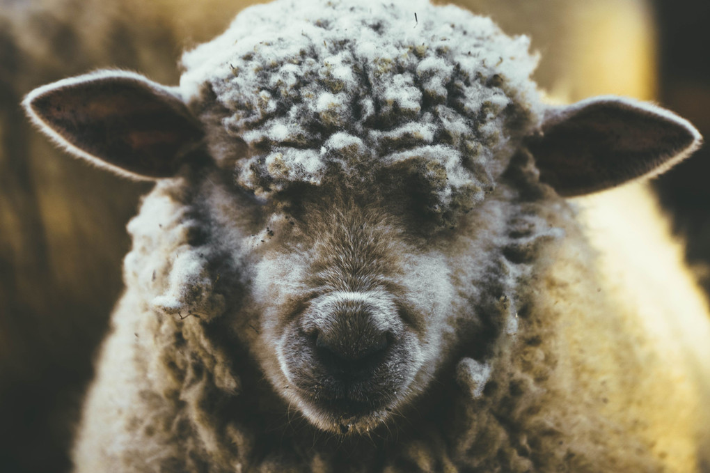 冬の羊