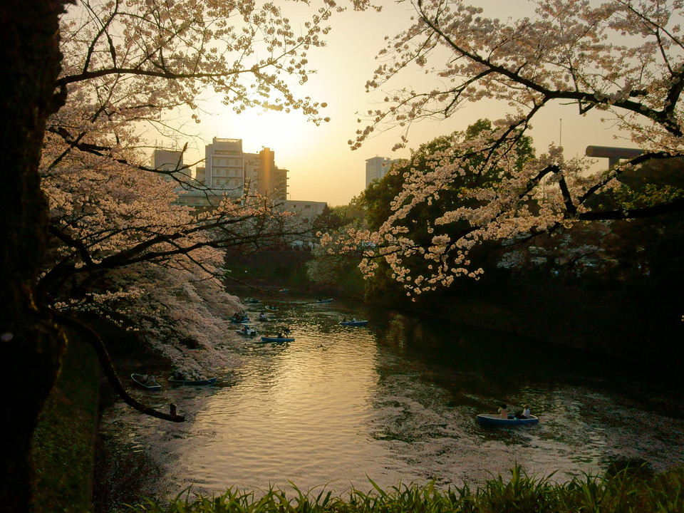 桜 in 2018