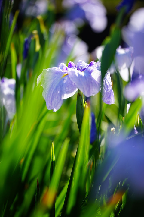 花菖蒲園　金沢卯辰山