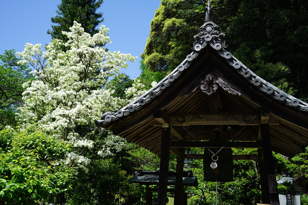 新緑の寺にて