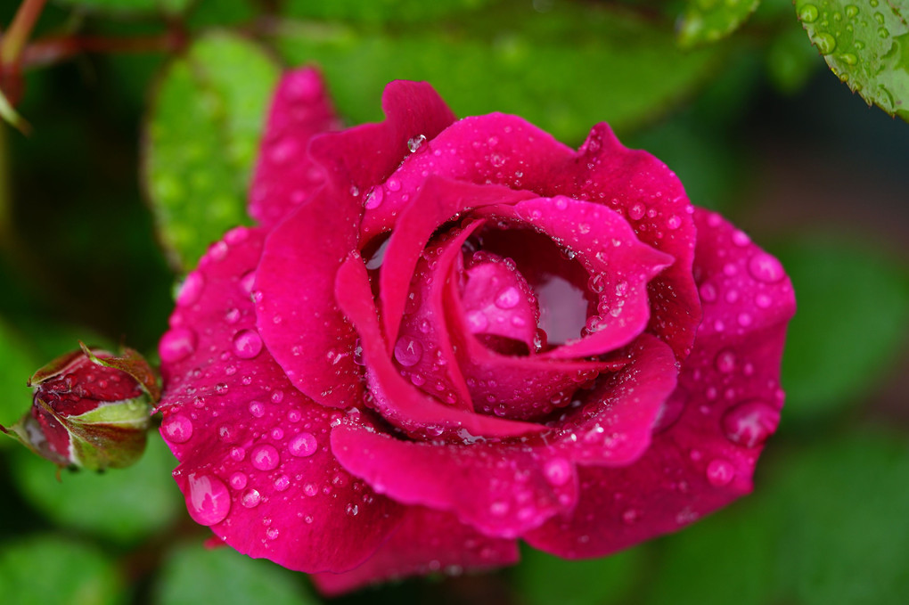 雨上がりに見た薔薇