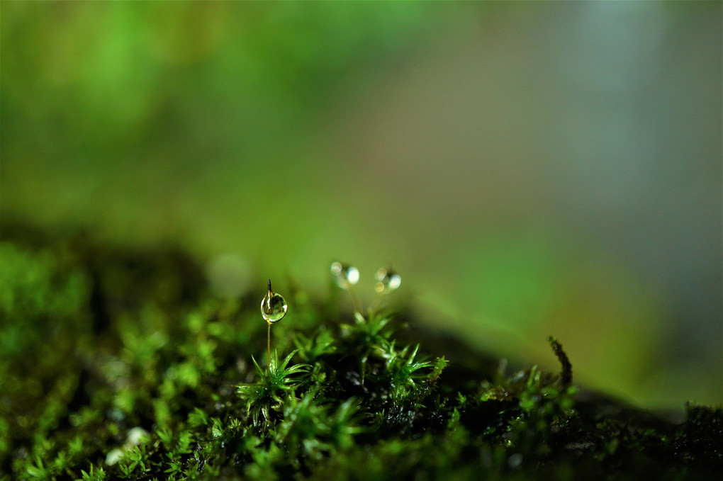 Lovely moss