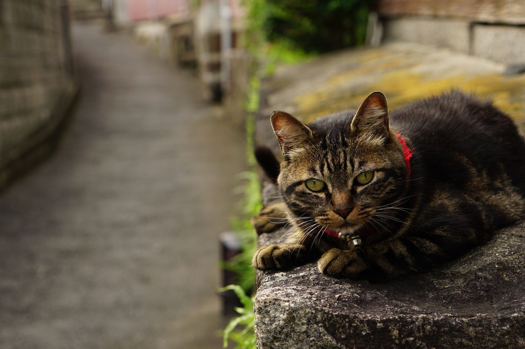 尾道の猫