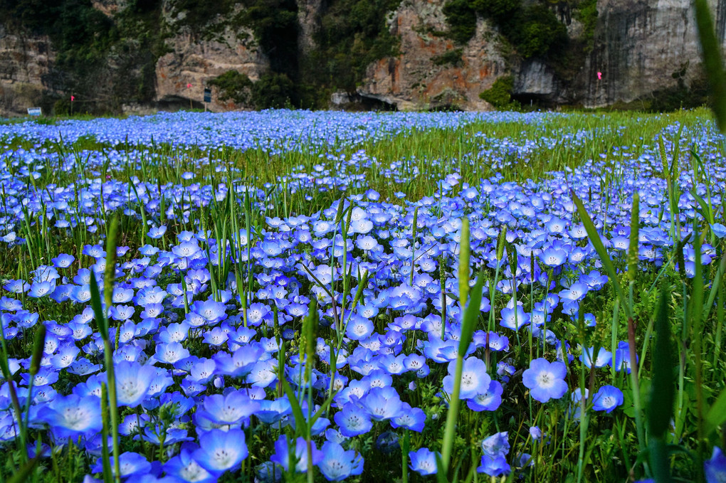 春色Blue