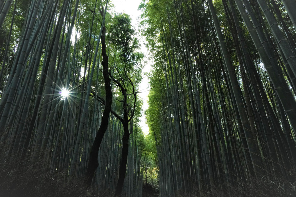 嵯峨野、竹林の小径