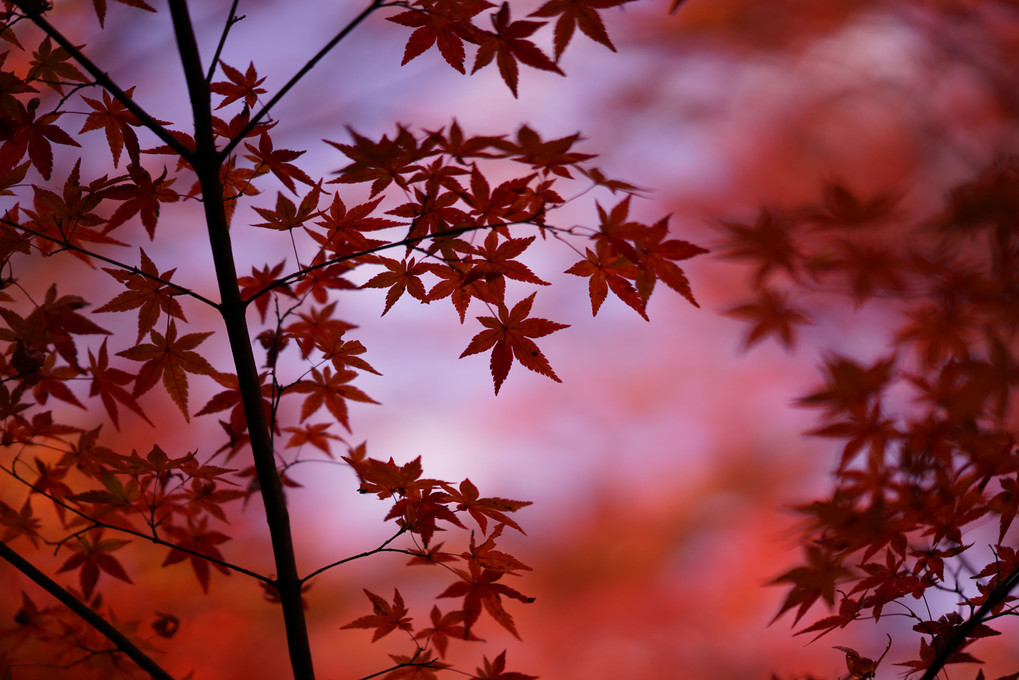 京都。嵯峨嵐山・宝筐院の紅葉