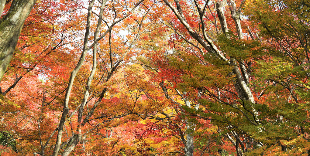 京都。嵯峨嵐山・宝筐院の紅葉