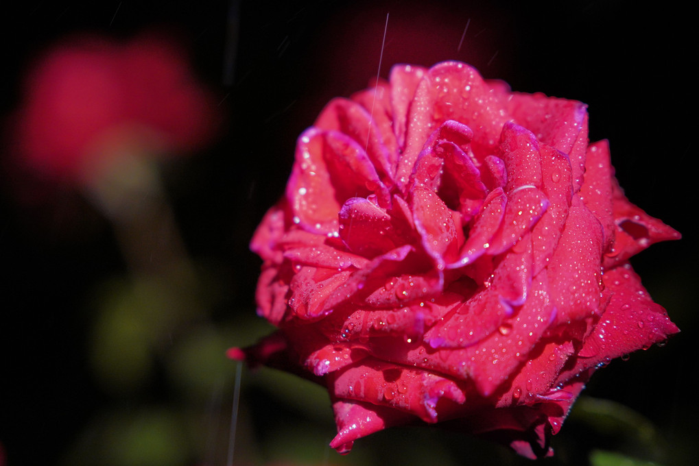雨に濡れた薔薇
