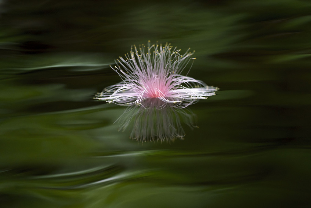 夜に咲き、翌朝には落ちてしまう幻の花・サガリバナを撮影してきました。