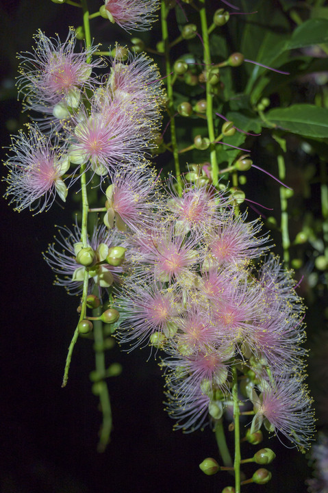 夜に咲き、翌朝には落ちてしまう幻の花・サガリバナを撮影してきました。