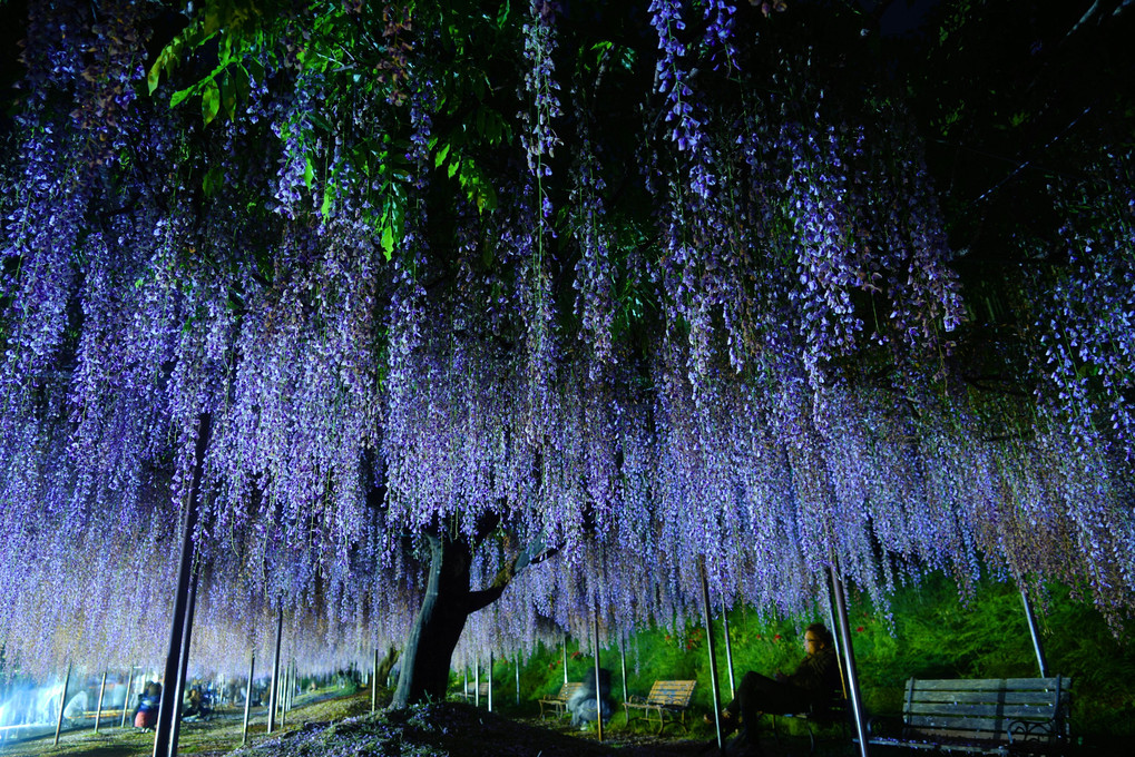 美しい紫の夜～白毫寺～