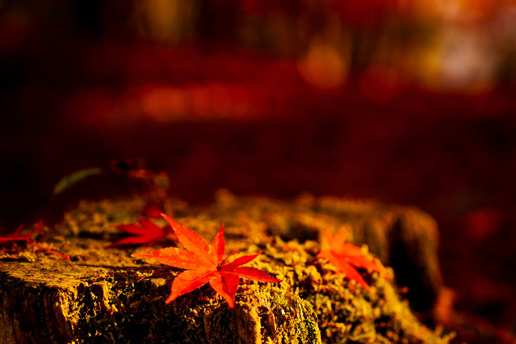 和の秋✨～紅葉山～