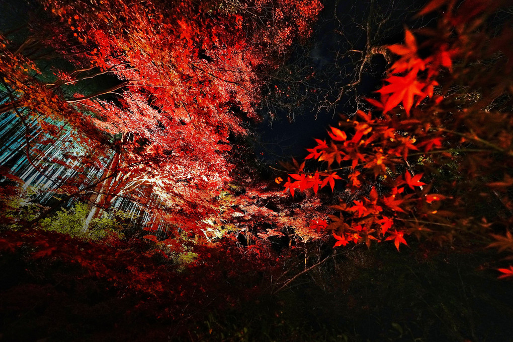 晩秋の夜✨～教林坊🍁ライトアップ～