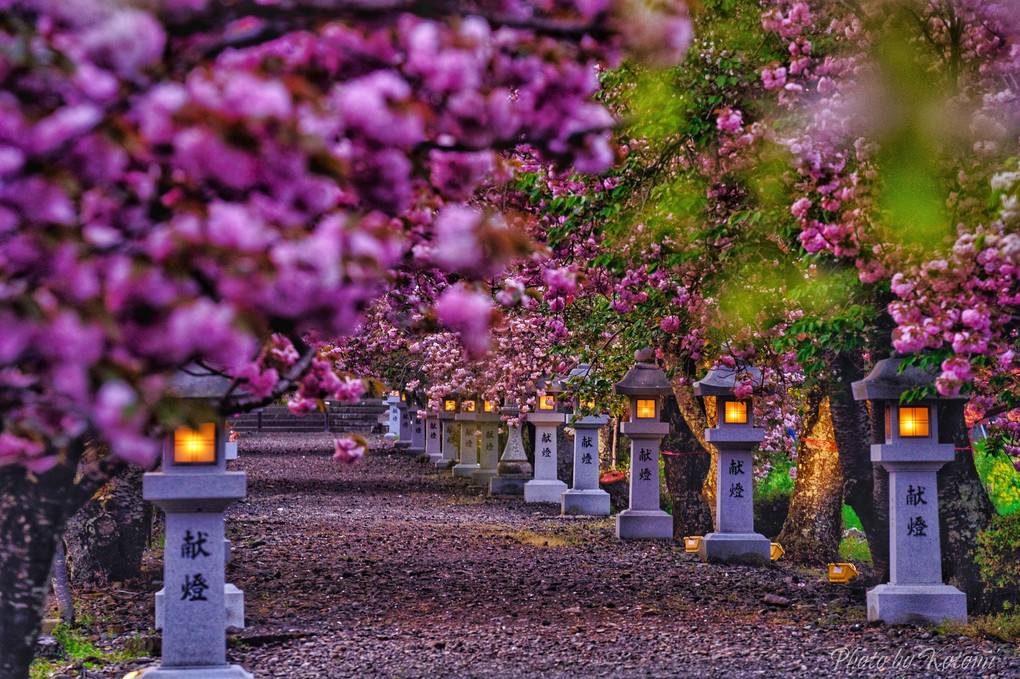 今年の🌸の〆は八重桜🌸