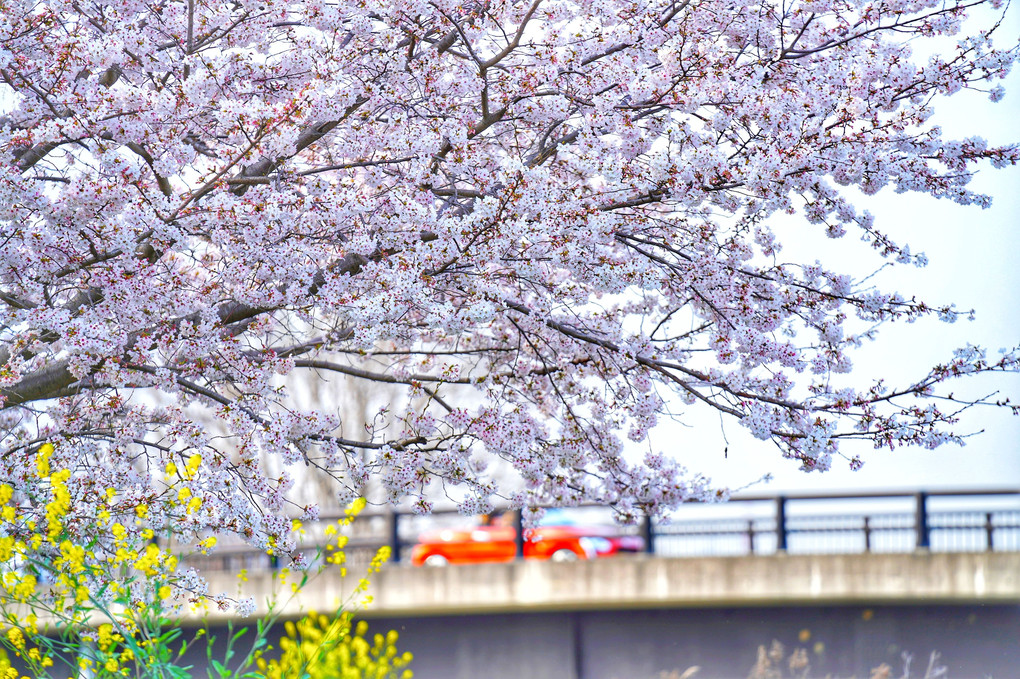 春爛漫🌸〜すぐ側にある風景〜