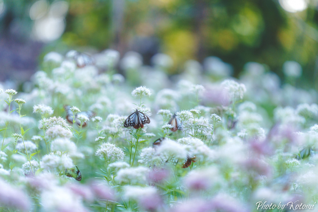 恋をしながら旅をする🦋アサギマダラ🦋