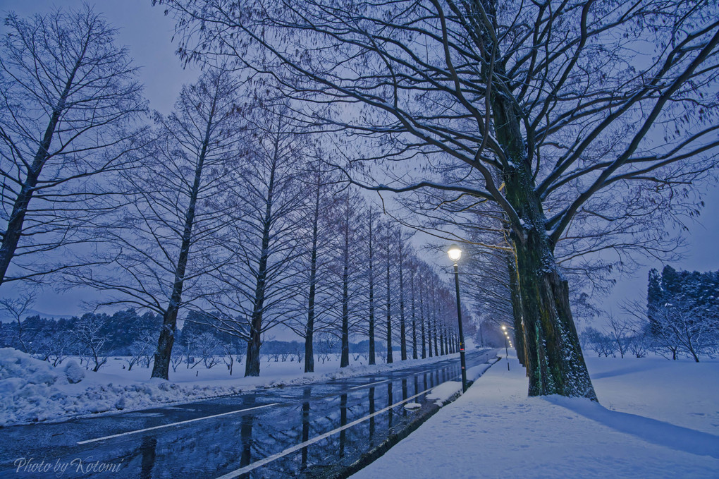 美しい季節〜❄️雪景色に憧れて❄️〜