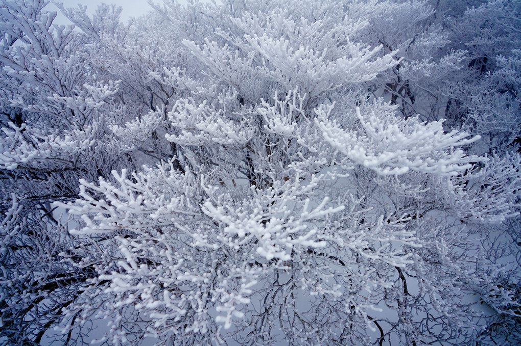 ❄️雪の花❄️