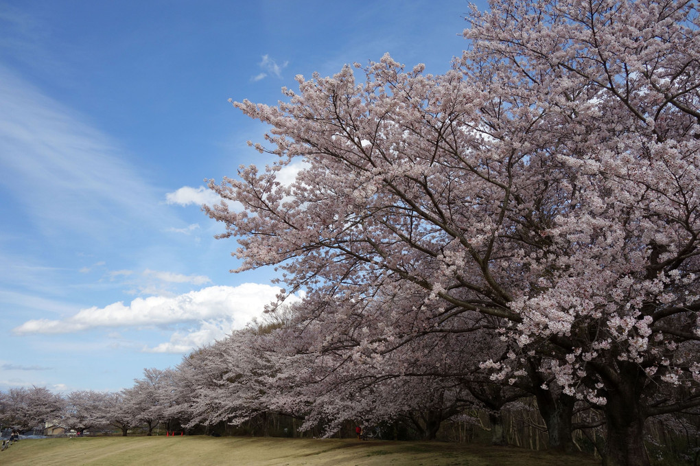水戸市民球場の桜