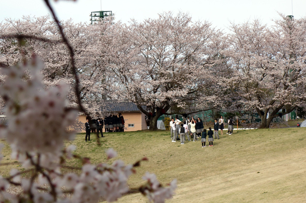 水戸市民球場の桜