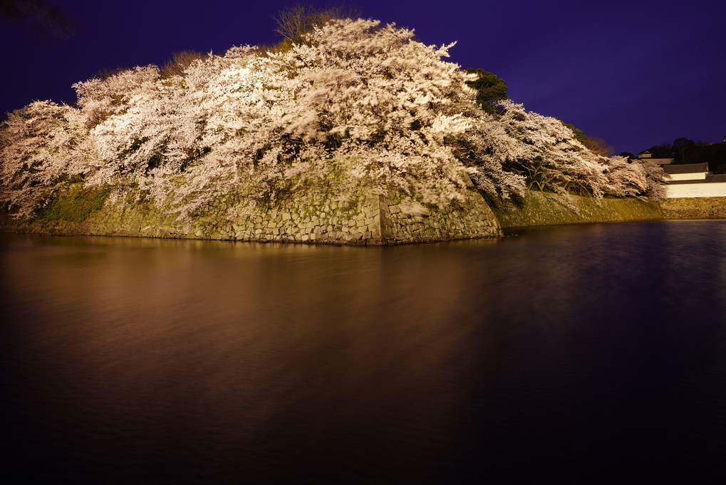 彦根城を彩る桜花