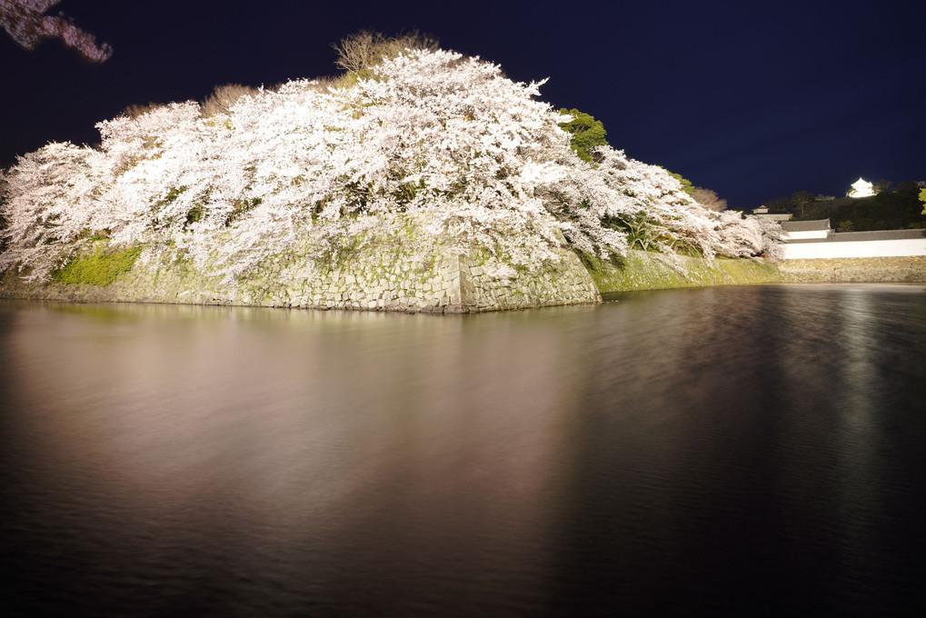 彦根城を彩る桜花