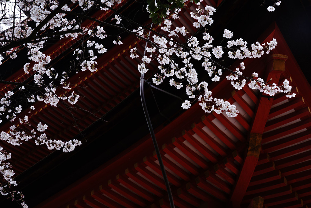 豊国神社と桜