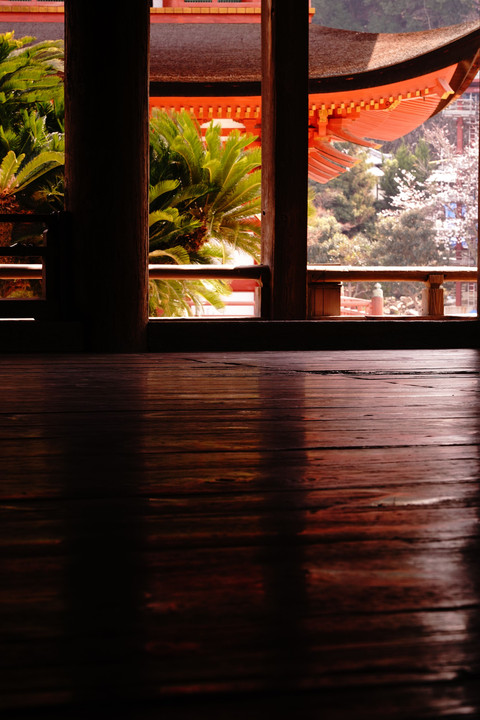 豊国神社と桜