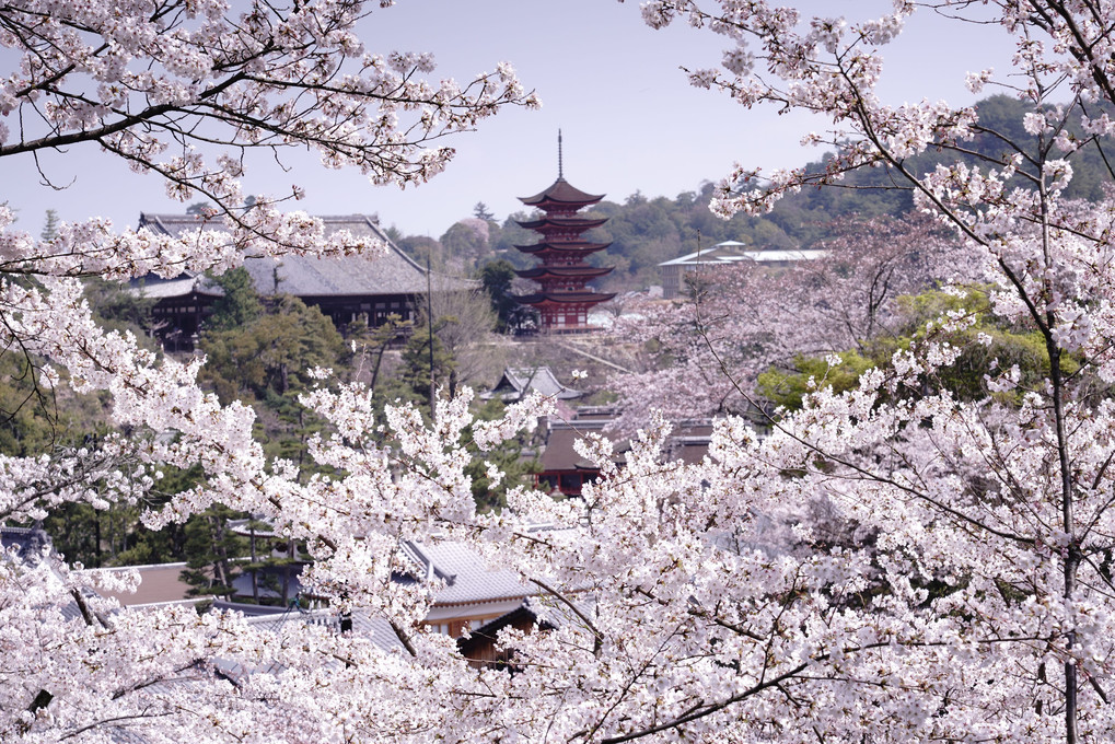 豊国神社と桜