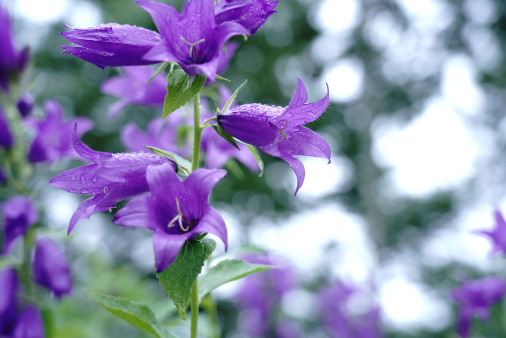 雨が鳴らす紫色の鐘花