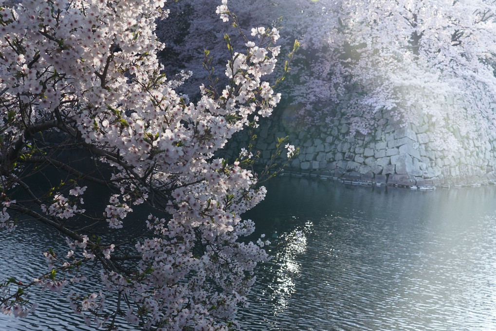 桜が彩る彦根城