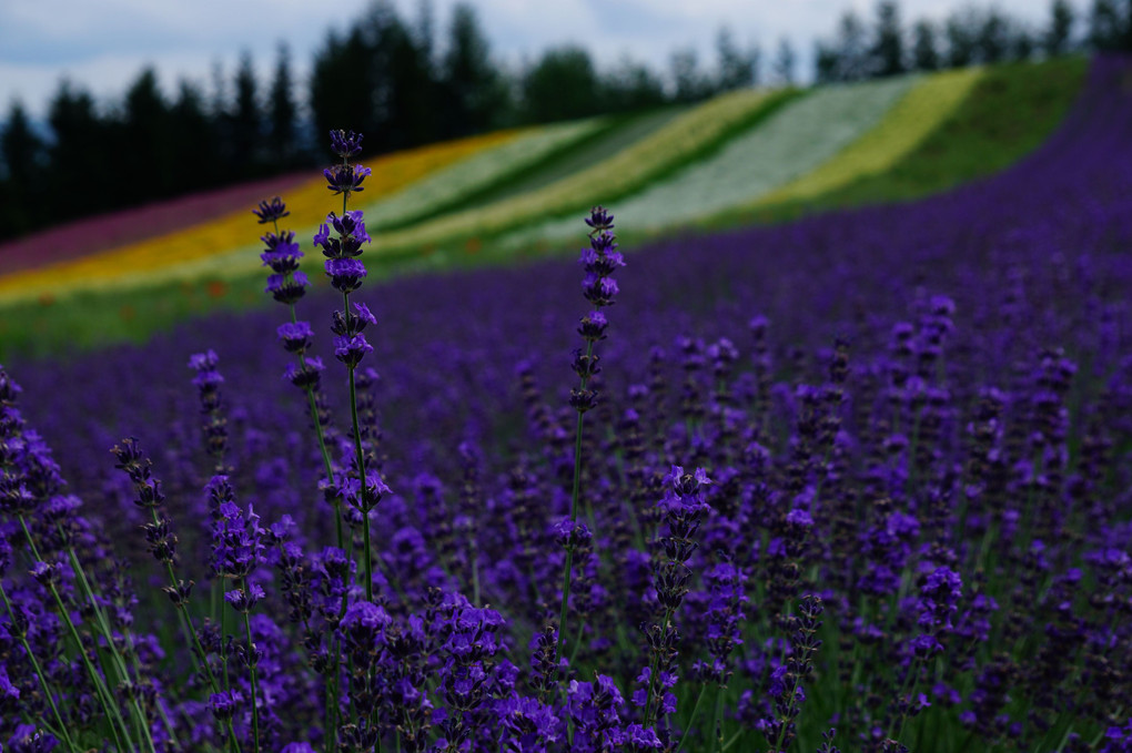 紫色の富良野「彩りの畑」