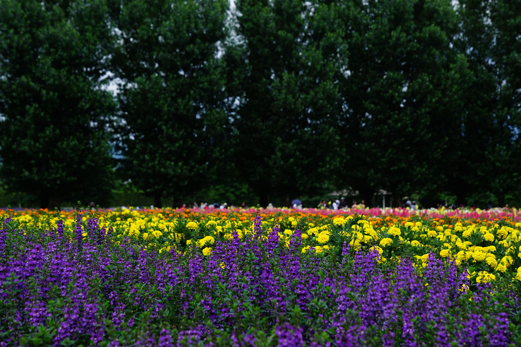 紫色の富良野「彩りの畑」