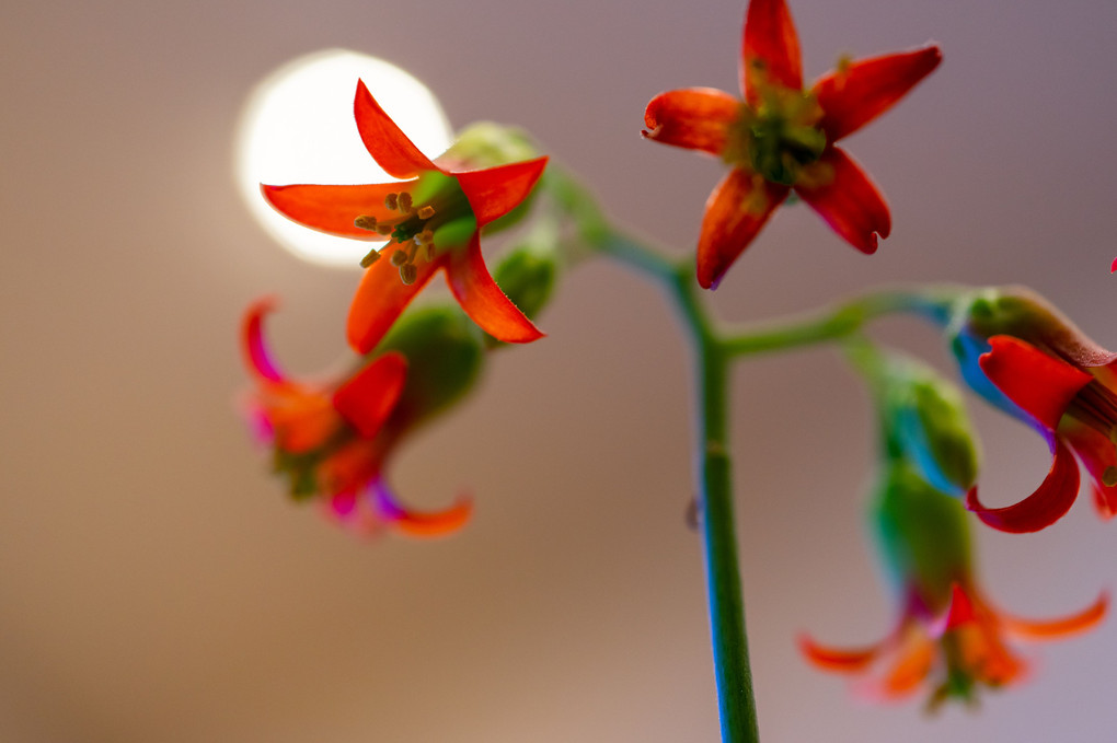 多肉植物の花