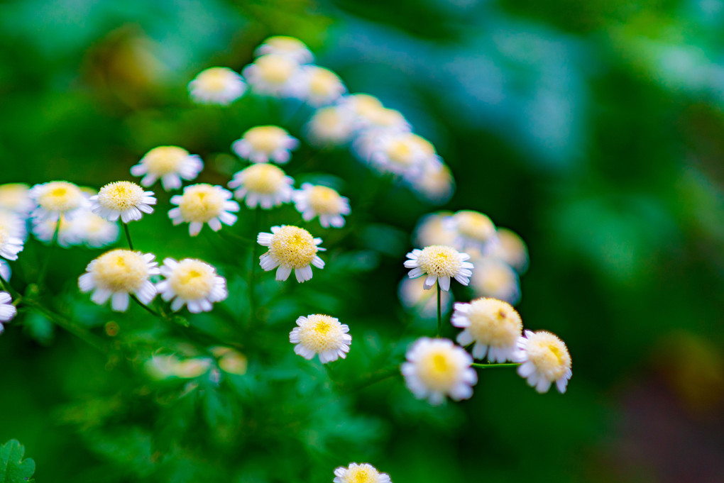 ちいさな白菊